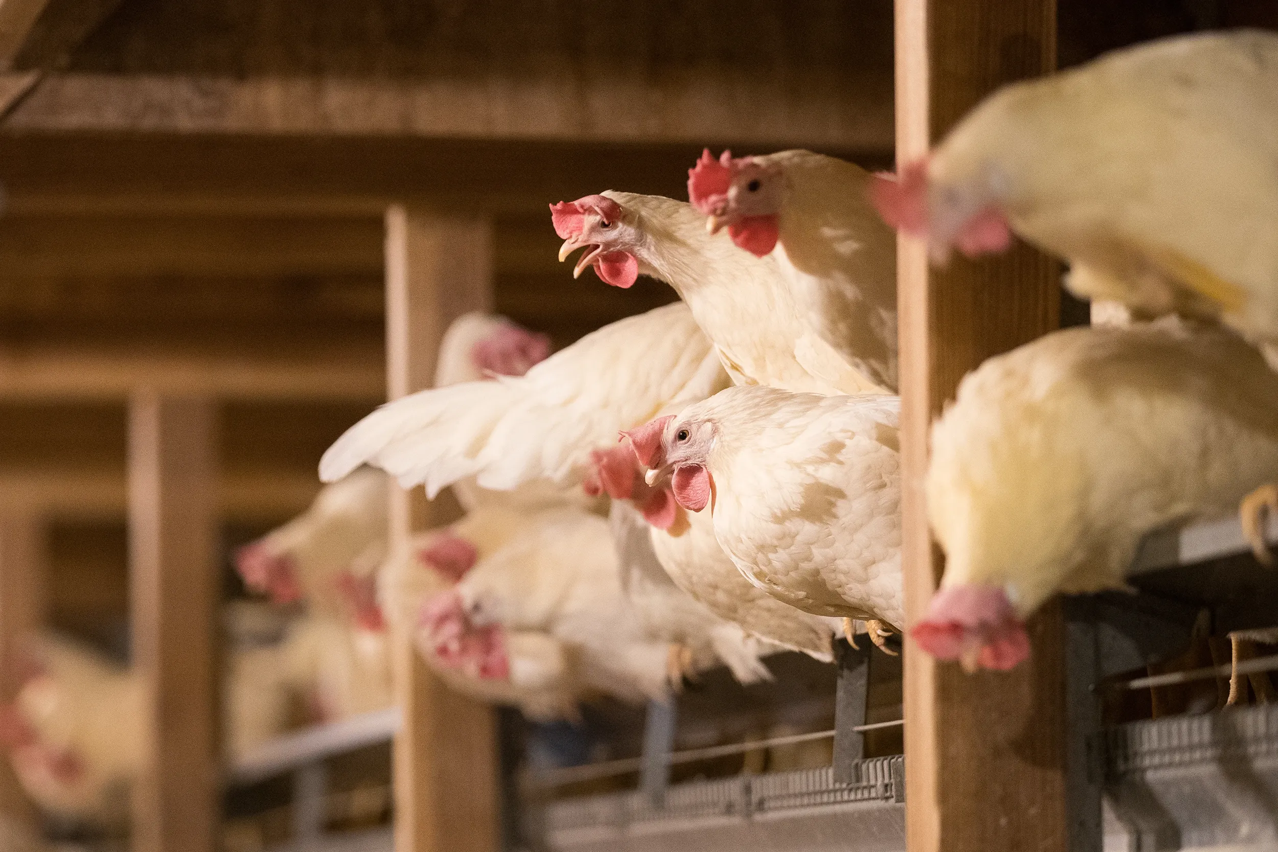 Chickens sitting on ledge.