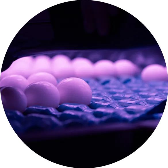 Egg in UV treatment