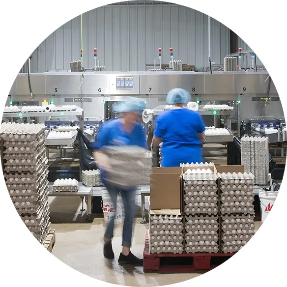 Worker placing eggs on pallet