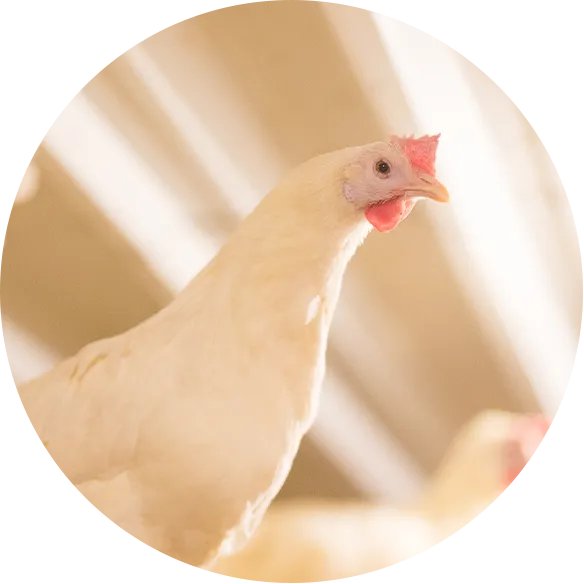 Hen