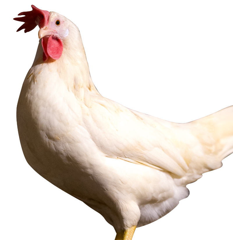 Cutout of chicken